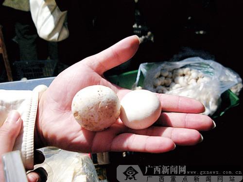 資料圖片:白蘑菇與普通蘑菇對(duì)比。廣西新聞網(wǎng)記者 雷倩倩 攝 資料圖片:白蘑菇與普通蘑菇對(duì)比。廣西新聞網(wǎng)記者 雷倩倩 攝
